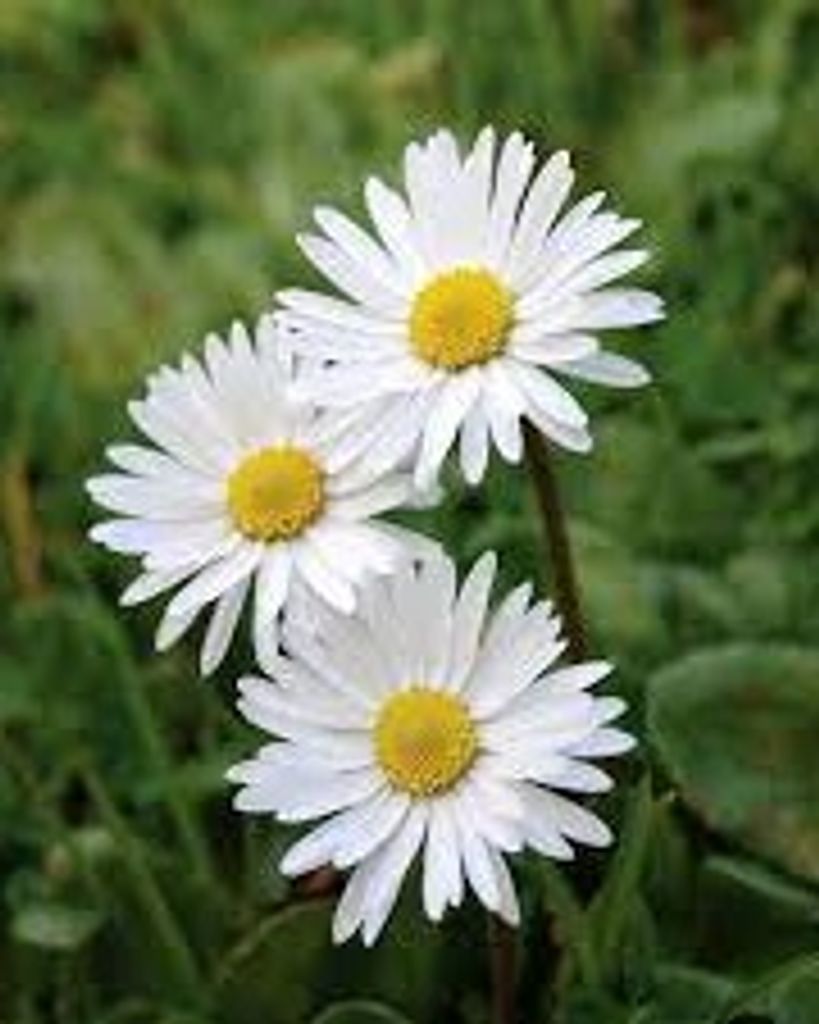 Mary L. Scott Profile Photo