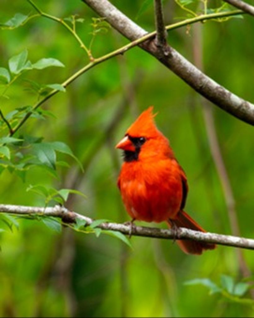 Robert "Bob" Wurth Profile Photo