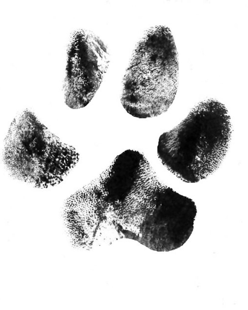 Jay Jay Hockett Profile Photo