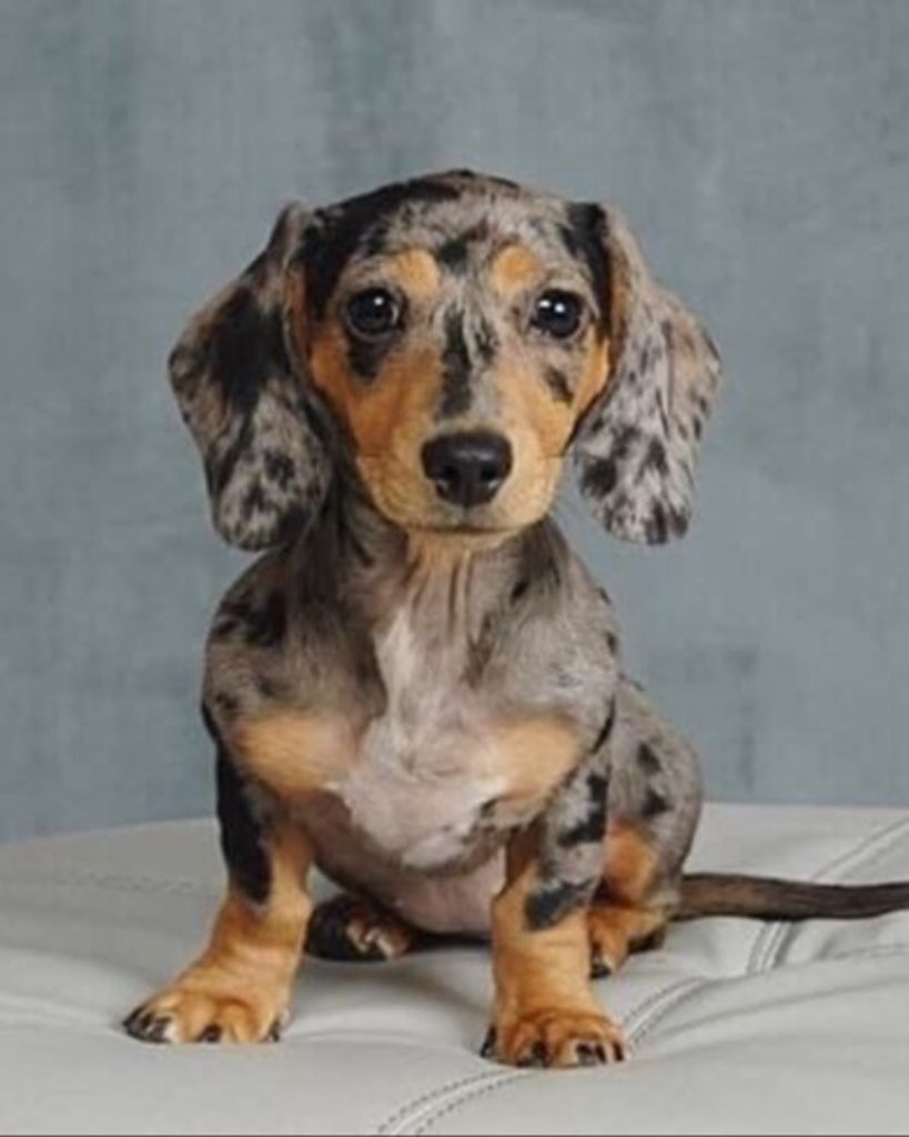 Bella Poux