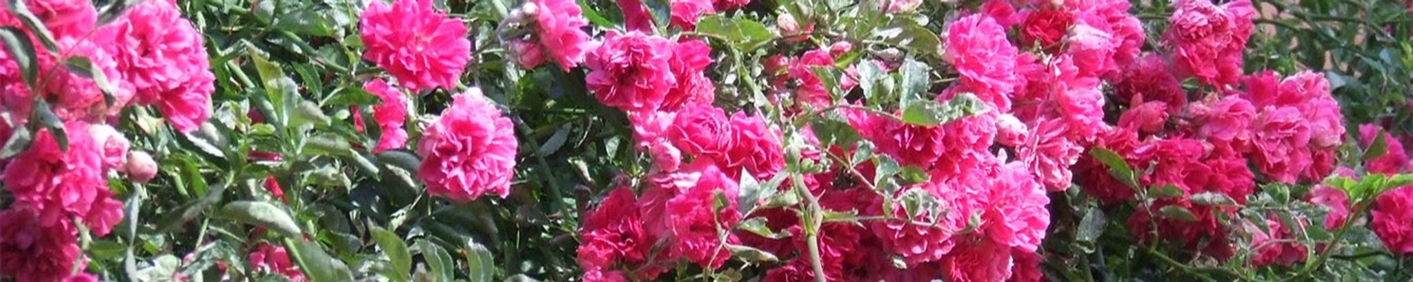 Cover for Cheryl Suzanne Hall's Obituary