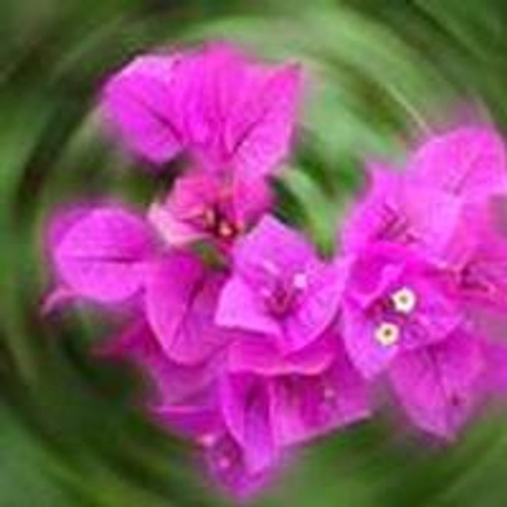 Lillian Morris Profile Photo