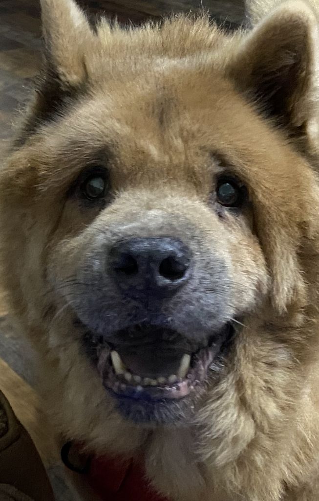 Apollo Profile Photo