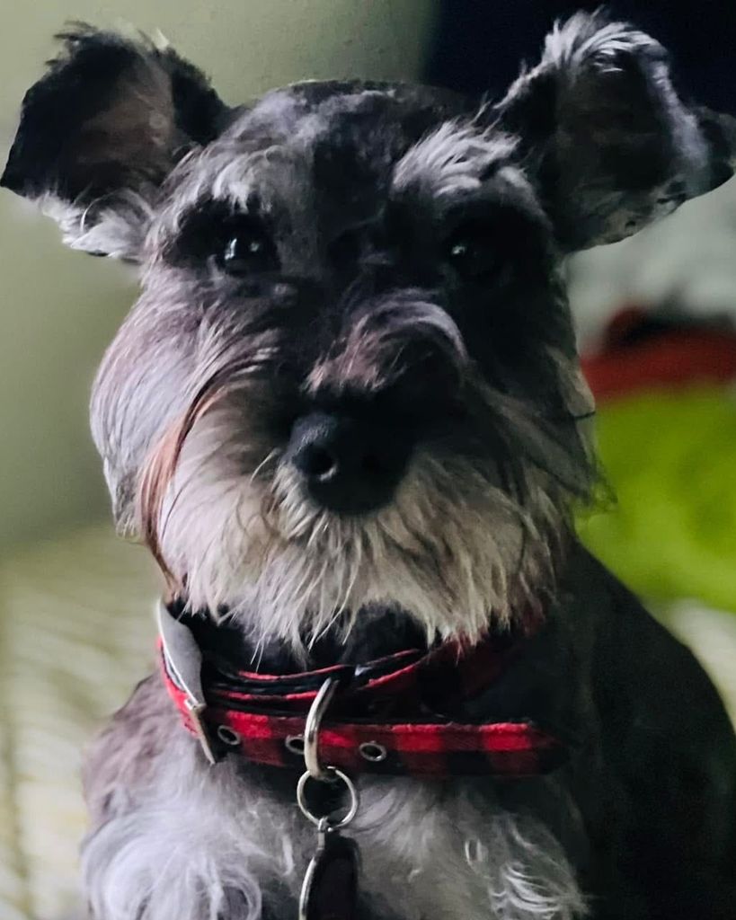 Lumpy 🖤 Profile Photo