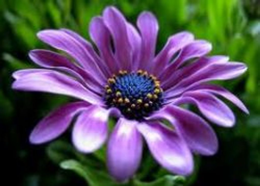 Carol Ann Adams Robardey