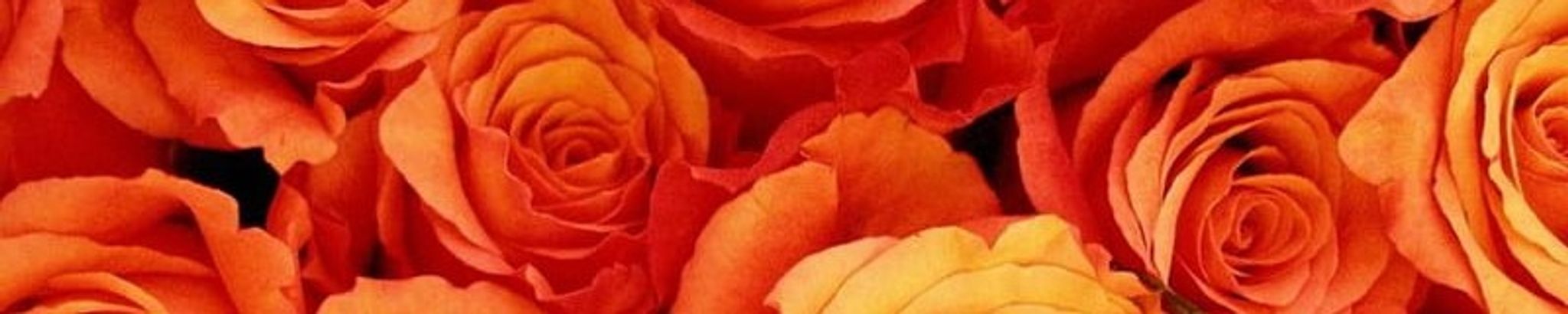 Cover for Patricia Flynn Cheroutes (Trisha Flynn)'s Obituary