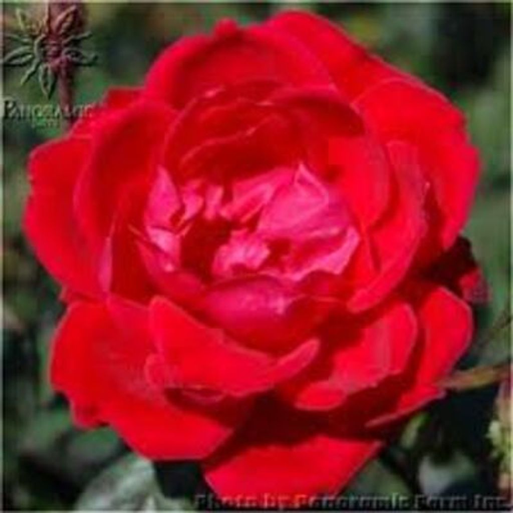 Vilma Polehna Nejdl Profile Photo