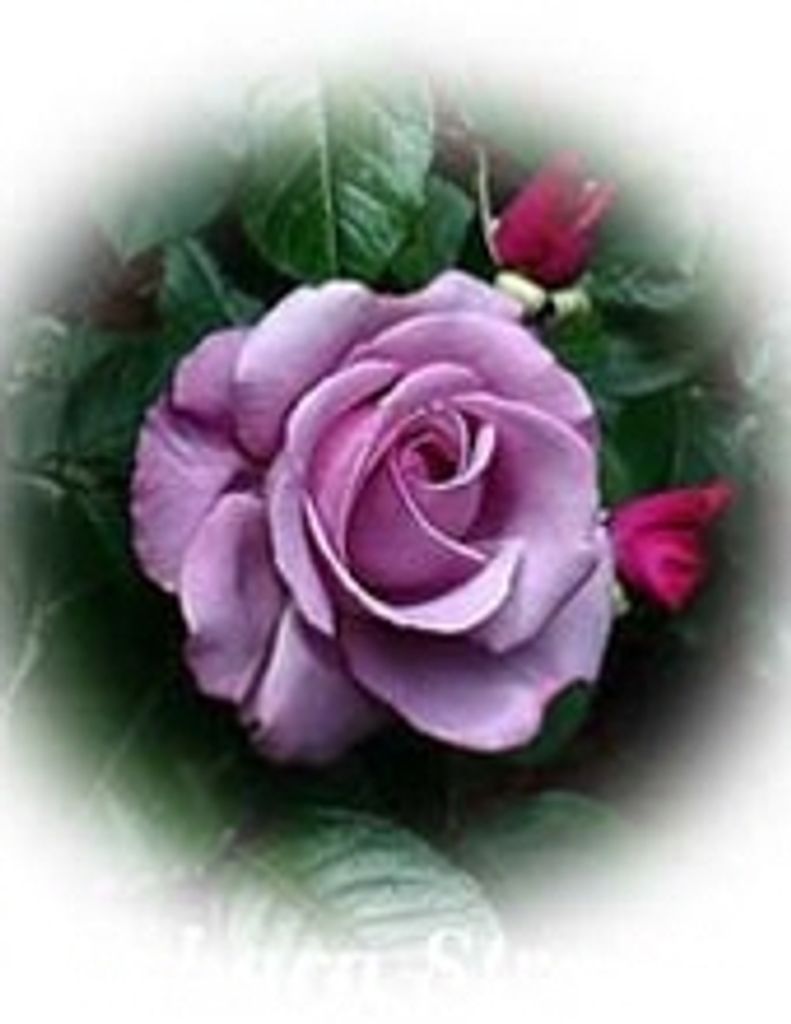 Myrtle Louise Maynard -Gfh