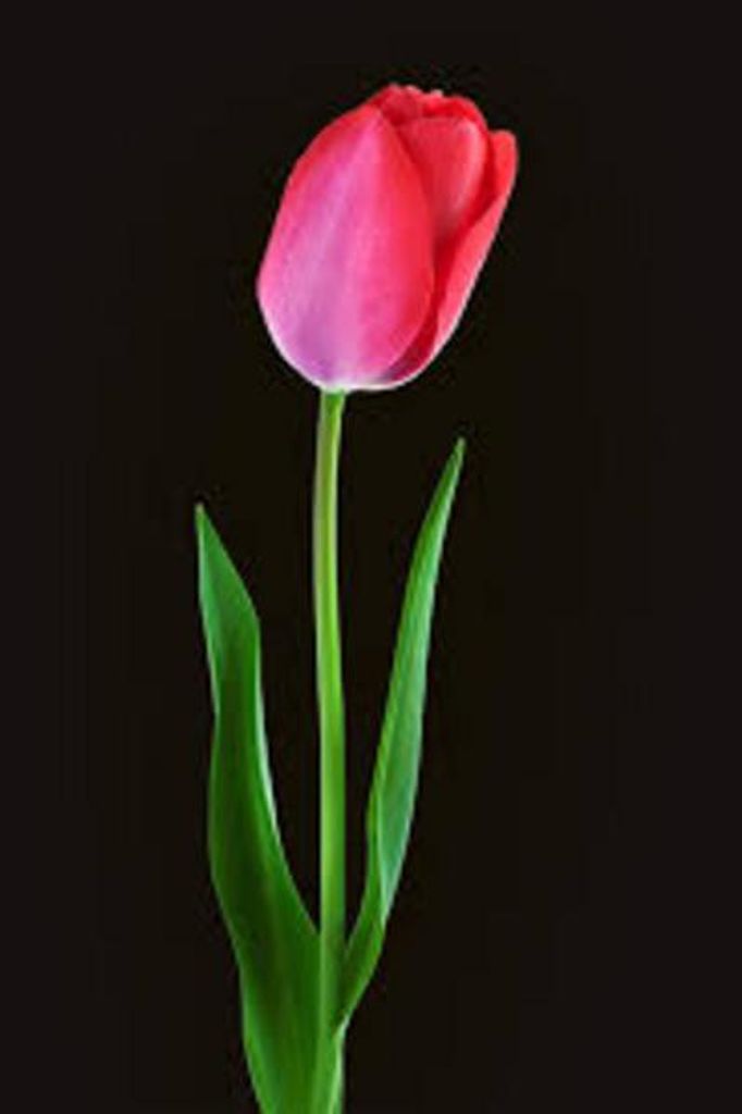 Wilma Jean Choice Profile Photo