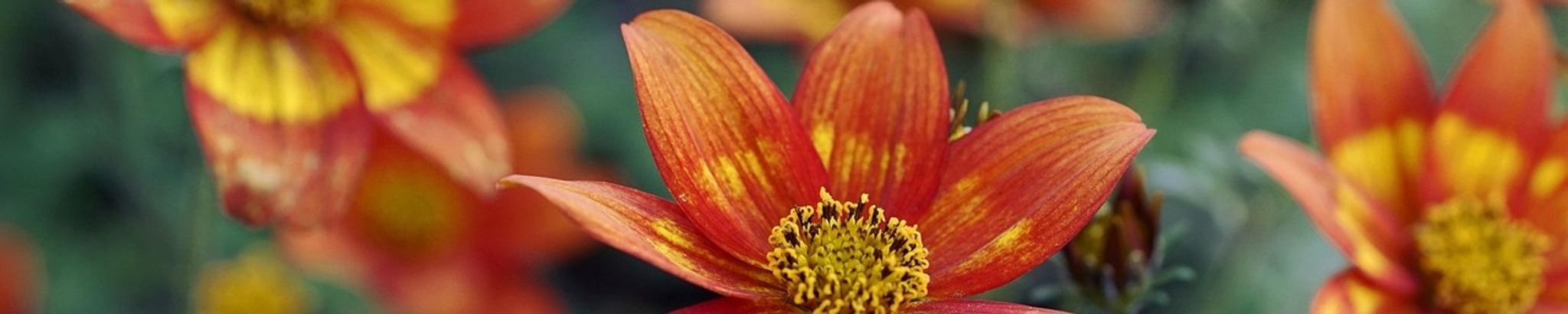 Cover for Beth Carley Sims's Obituary