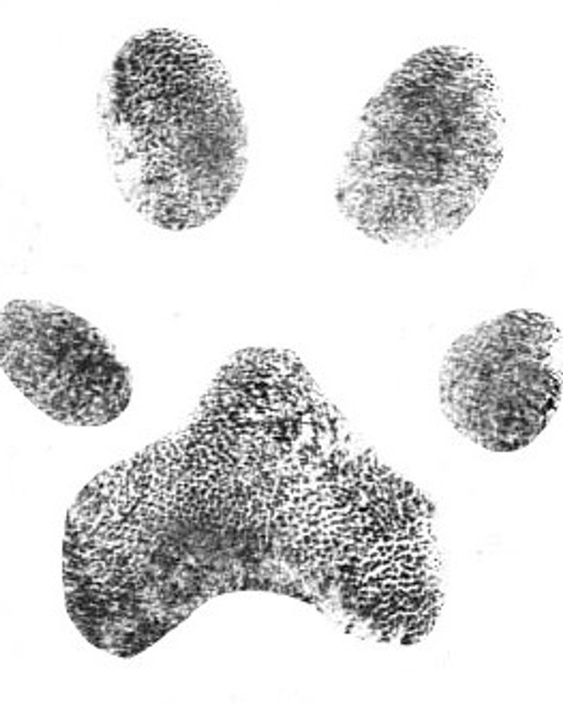 Lily Greene Profile Photo