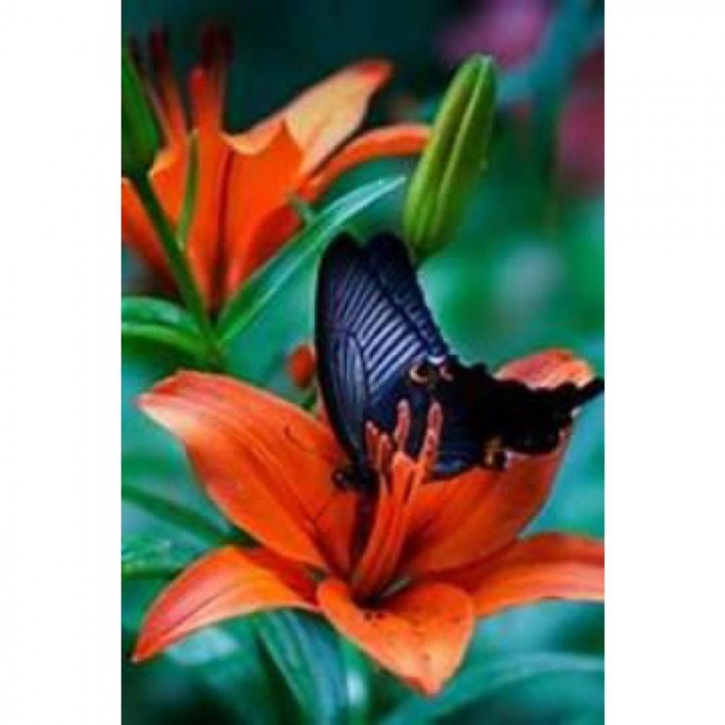 Phyllis W. Ruoss Profile Photo