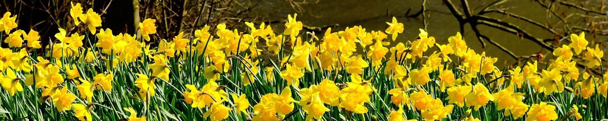 Cover for Marie "Jean" Pedlar nee Sinnett's Obituary