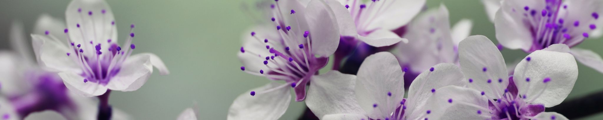 Cover photo for Roxanne Lynn Mellott's Obituary