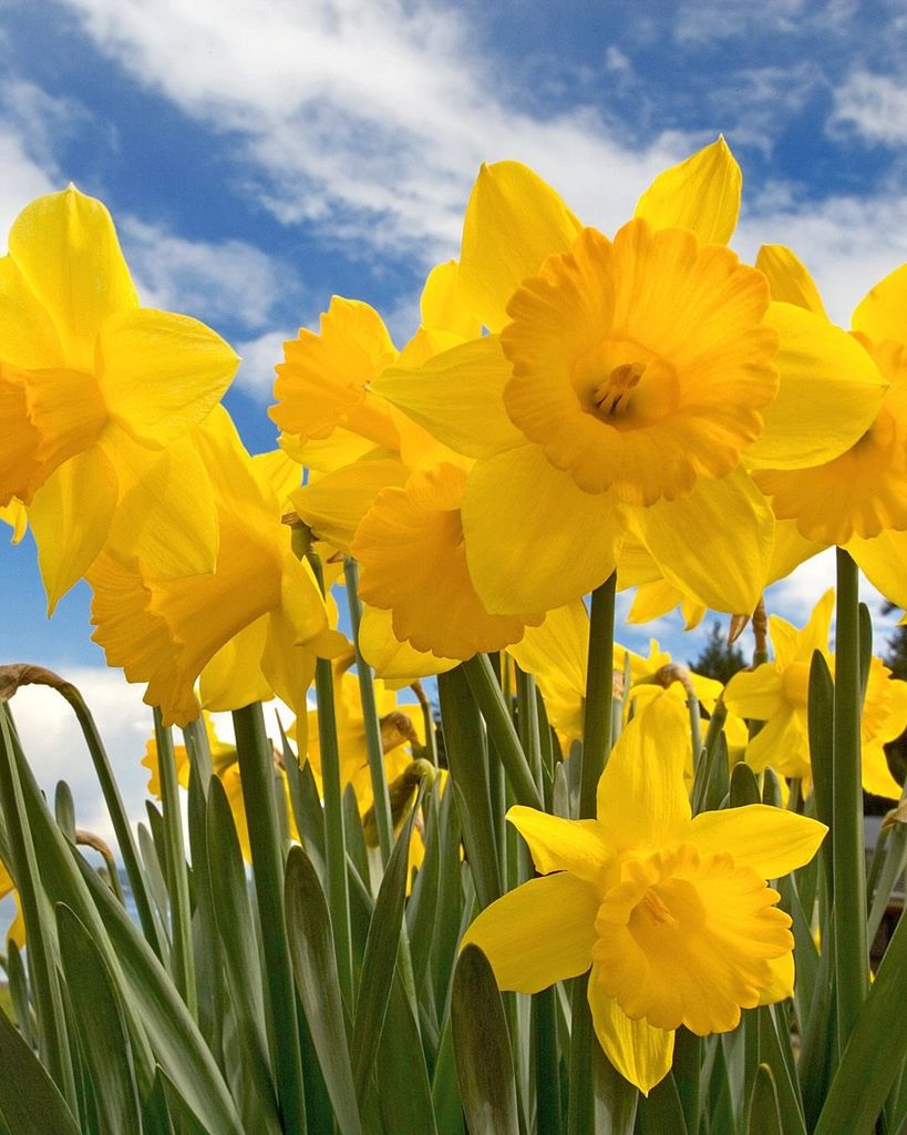 Sharon Ann Hawley Profile Photo