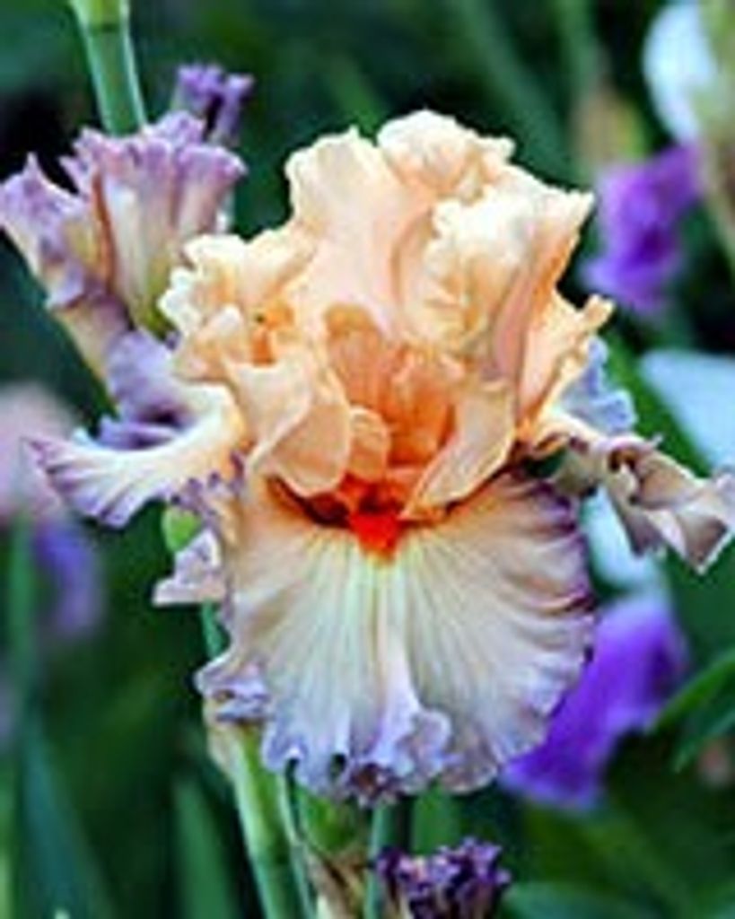 Brenda Joy Frith Musselman