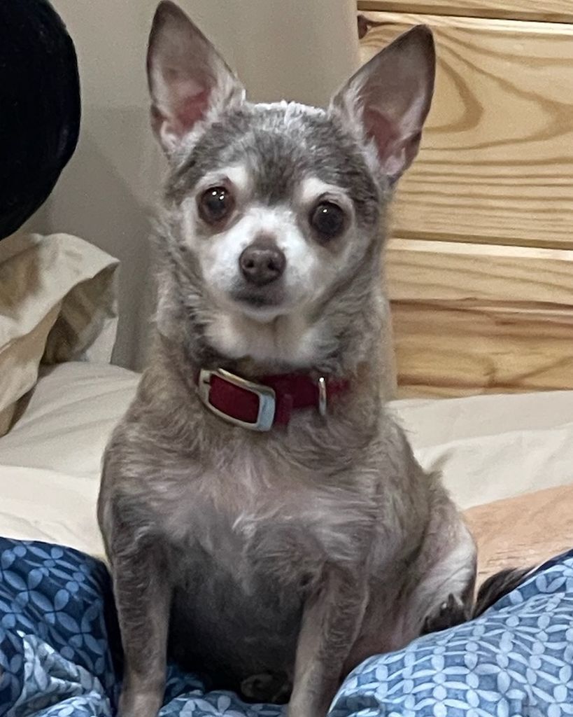Brownie Bell Profile Photo