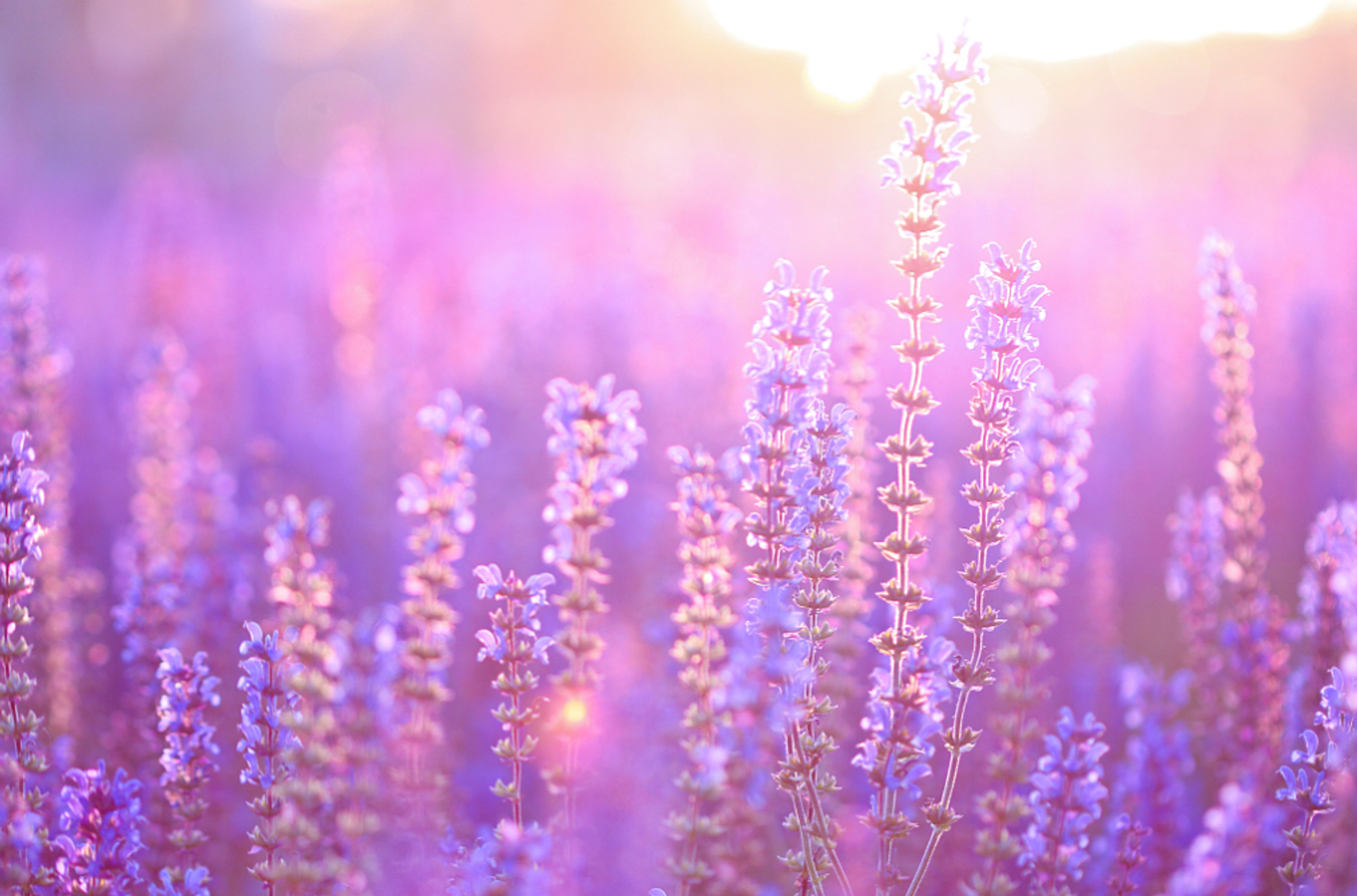 Cover photo for Carla Faye Thompson's Obituary