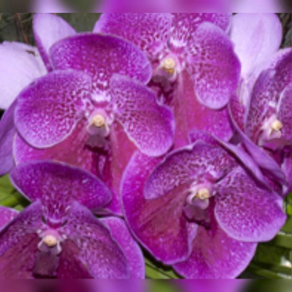 Janet Geraldine Cawvey Profile Photo