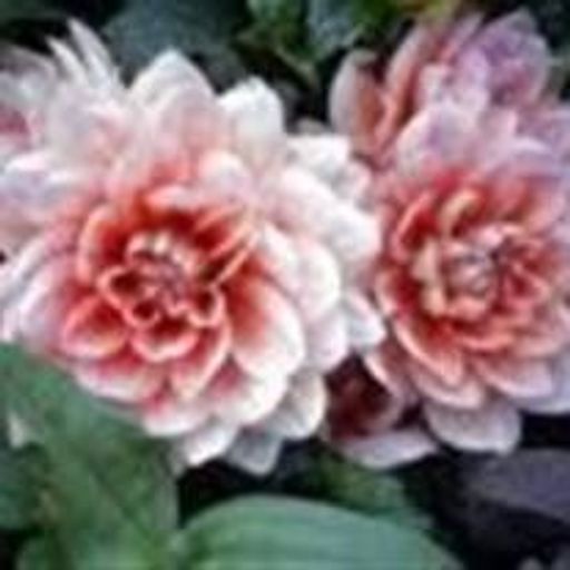 Mary E. Colorado Profile Photo