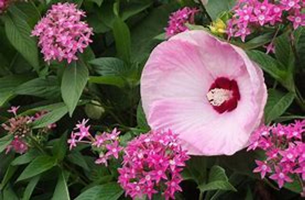 Margaret Lou Collins