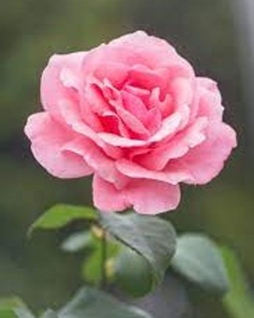 Kathleen Ann Griffin McCalla