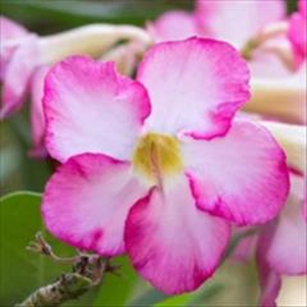 Celeste Delle Shaffer