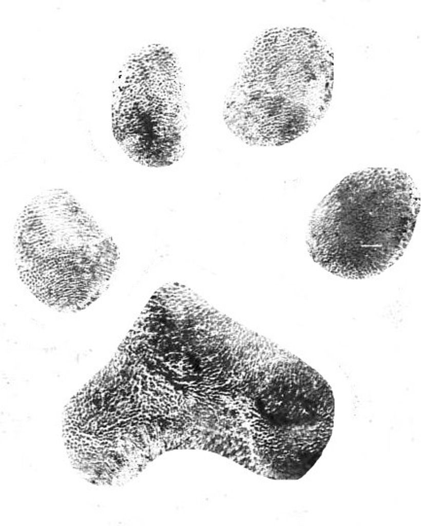 Tank Sigmon Profile Photo