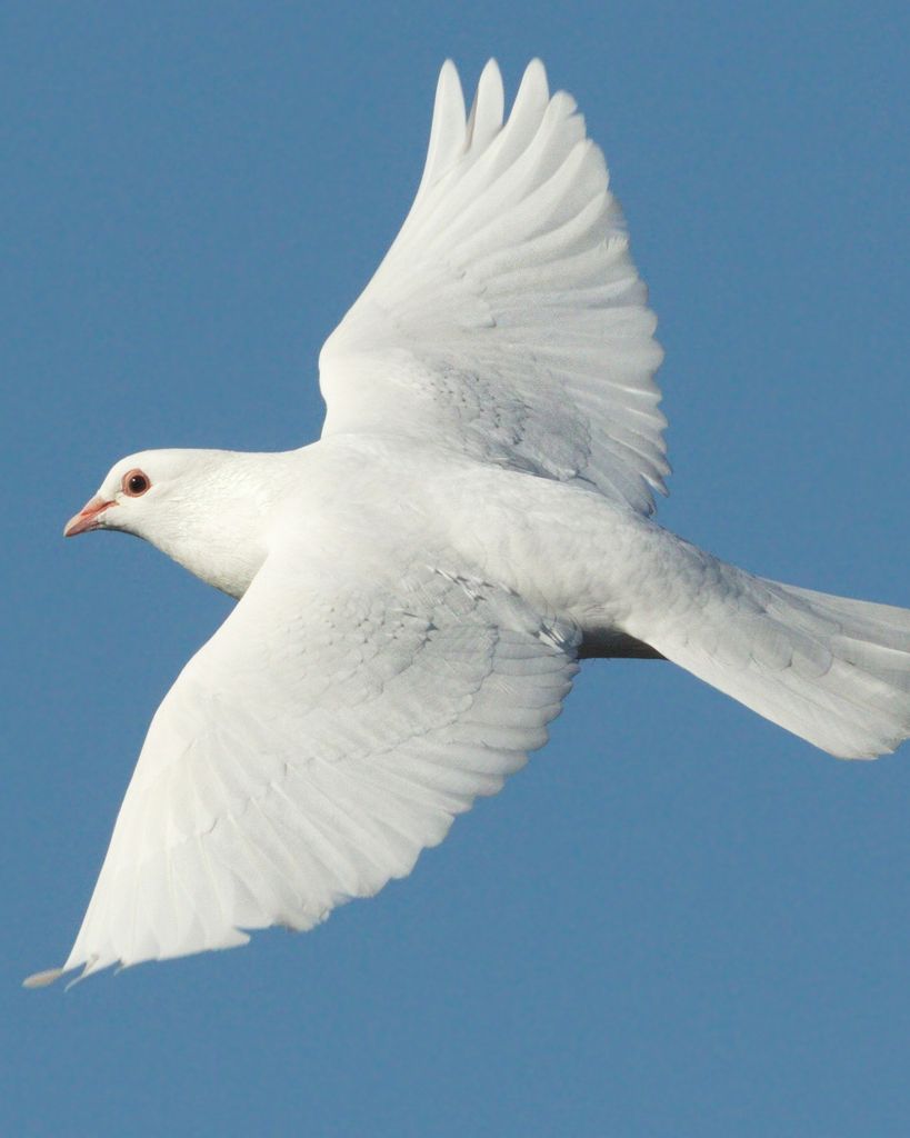 Jeffrey Sherman Frick Profile Photo