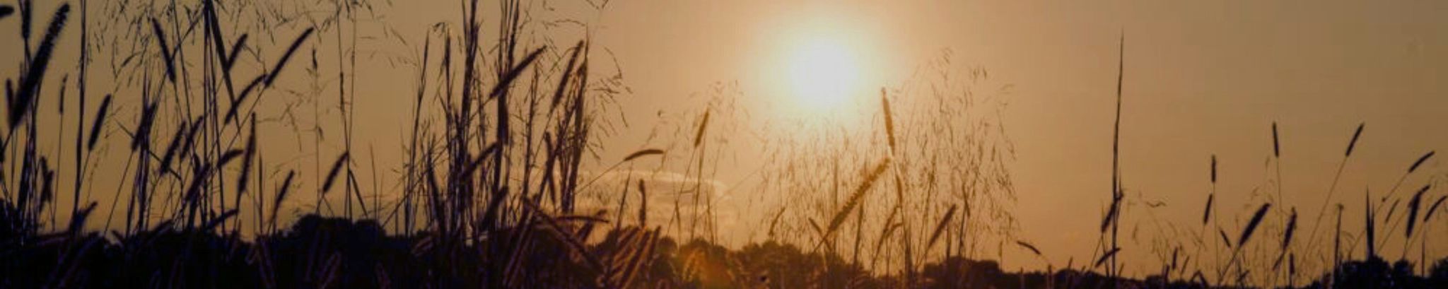 Cover for Priscilla Armstrong's Obituary