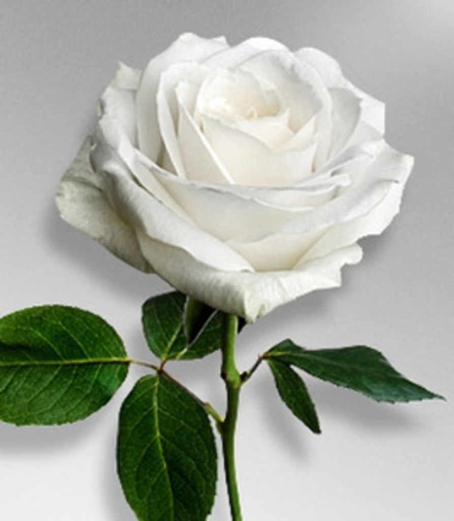 Miranda Janine Holland