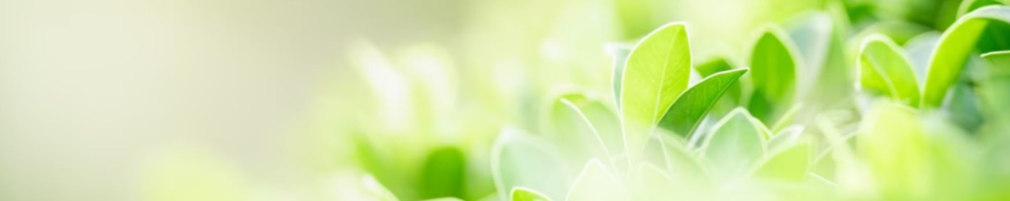 Cover photo for Elizabeth "Liz" Ann Reynolds's Obituary