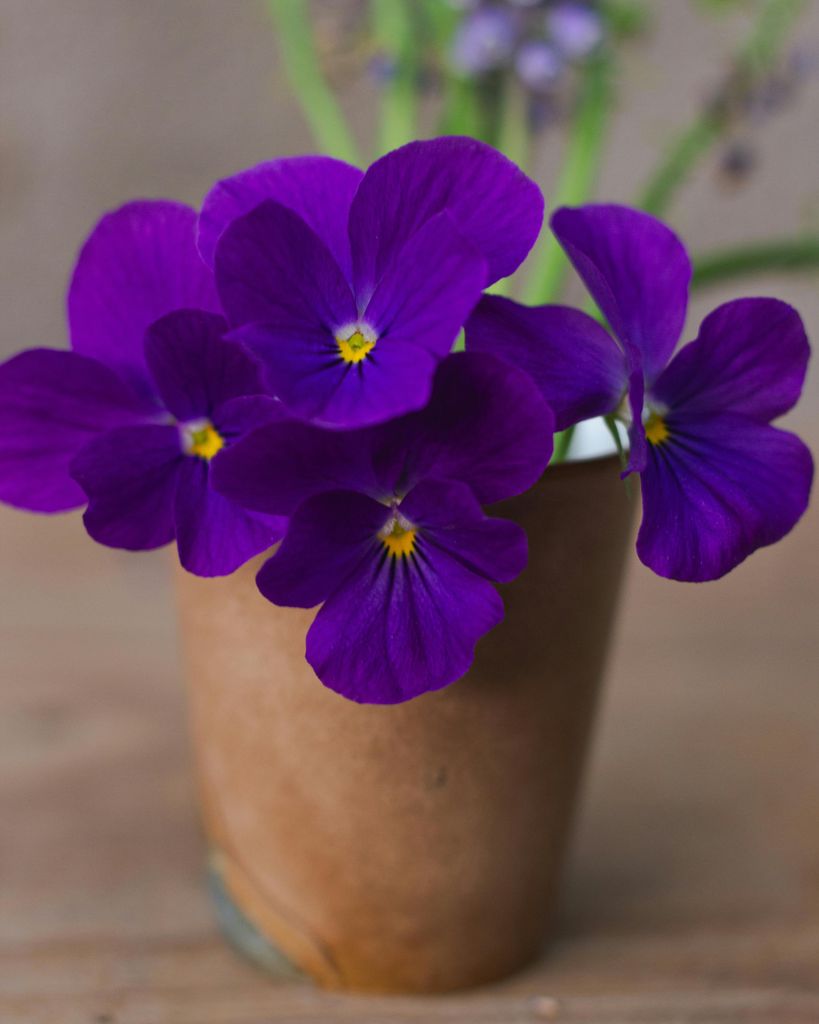 Violet Ainsley Overman Profile Photo