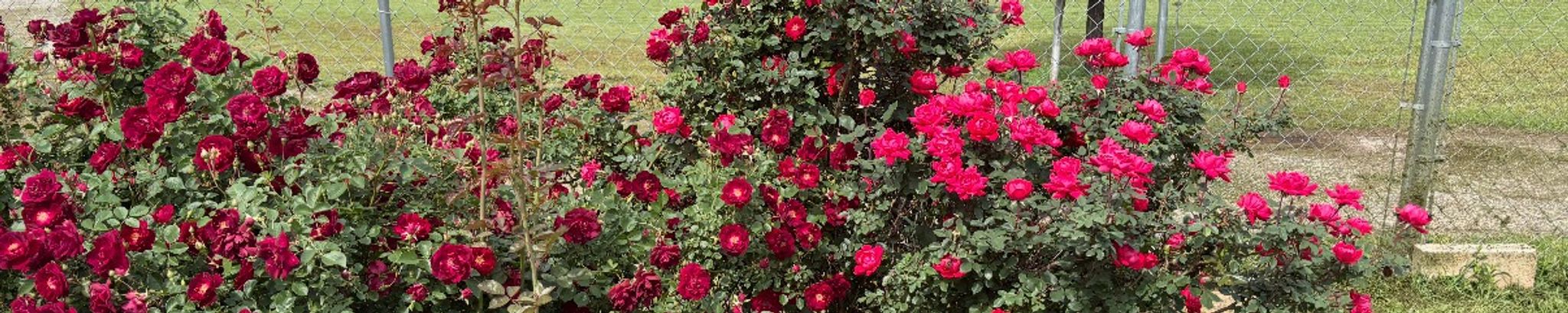 Cover for Colleen Kennington's Obituary