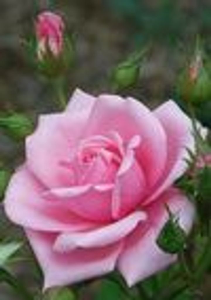 Lois Roye
