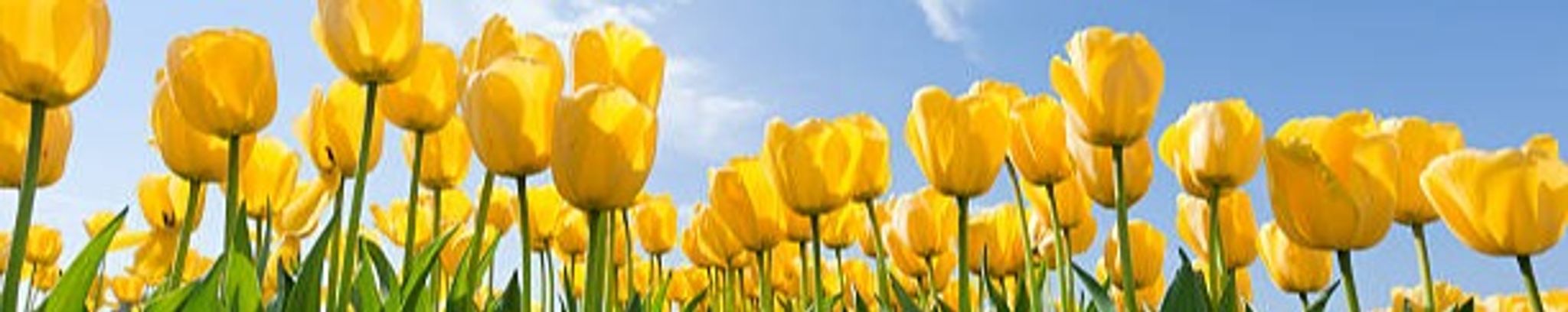 Cover photo for Celesta Rose Mullen's Obituary
