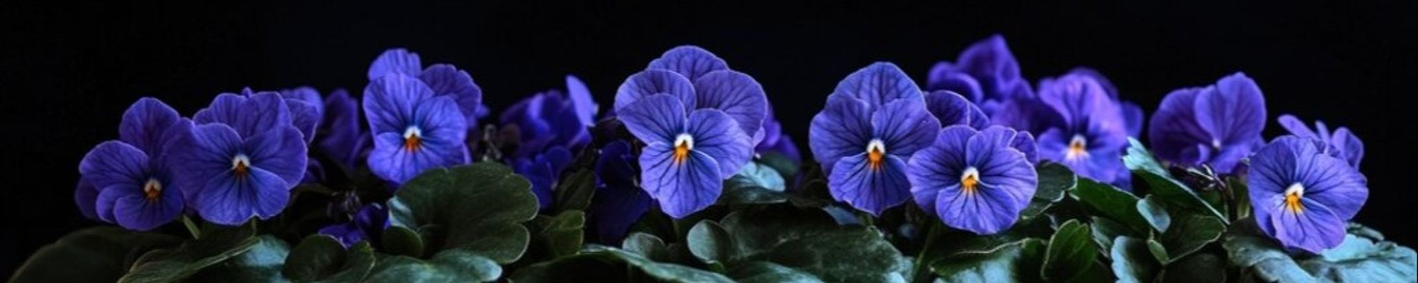Cover photo for Kathryn Carwile Wildemann's Obituary
