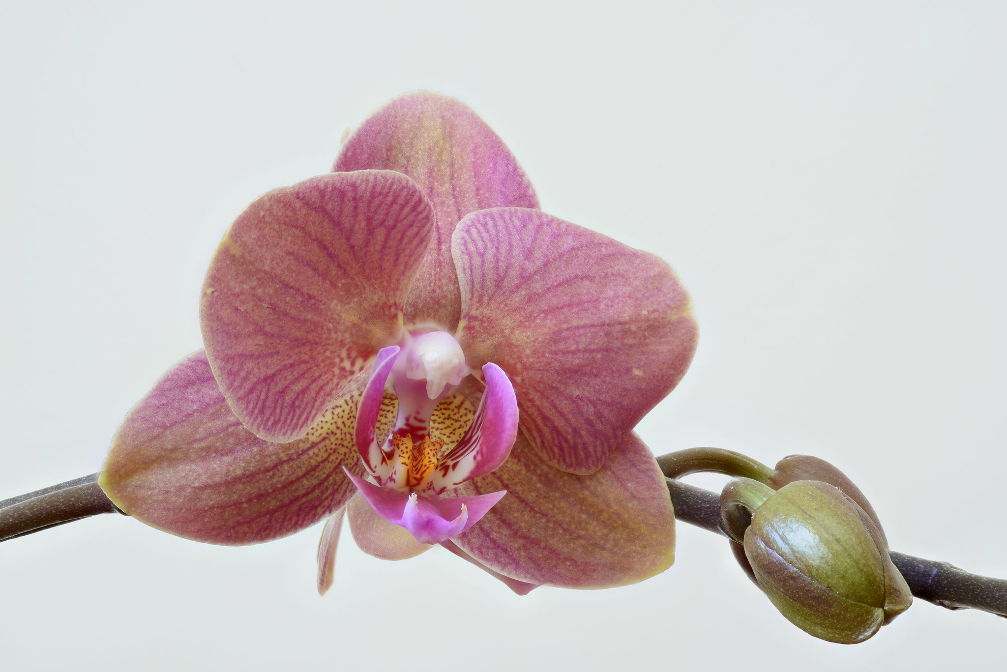 Cover photo for Sonya Rebecca Lindee's Obituary