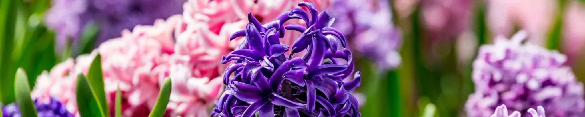 Cover photo for Hertha E. Sterwald's Obituary
