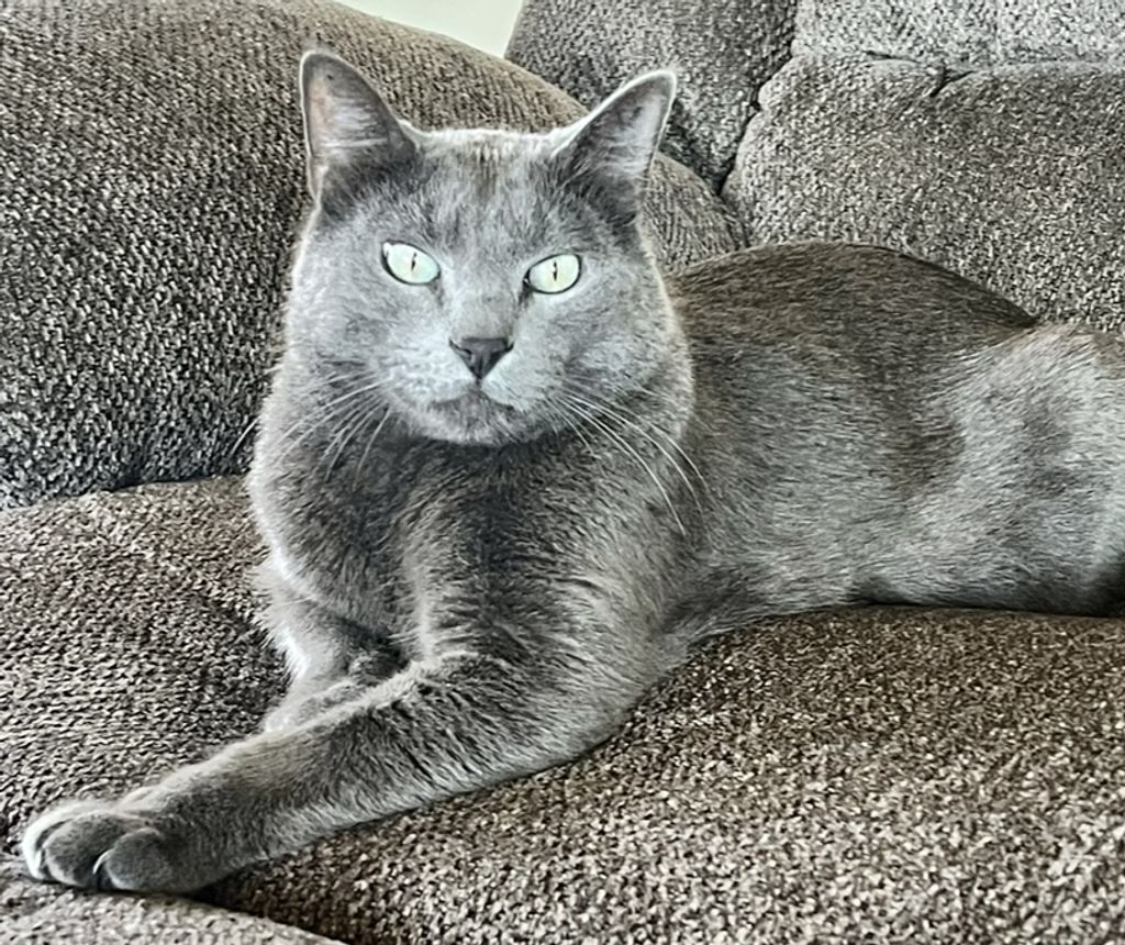 Pedro Profile Photo