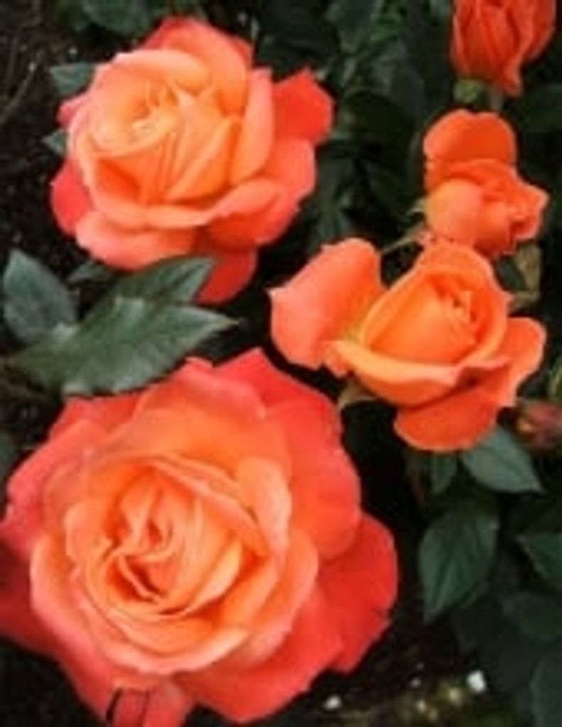 Lynne Dale Burris Notari