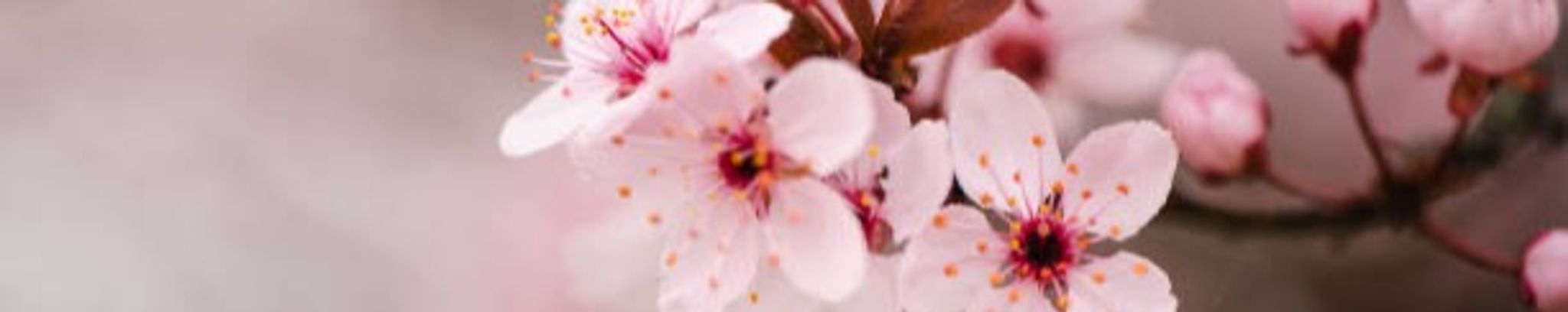 Cover photo for Wendy Ann Oudenhoven's Obituary