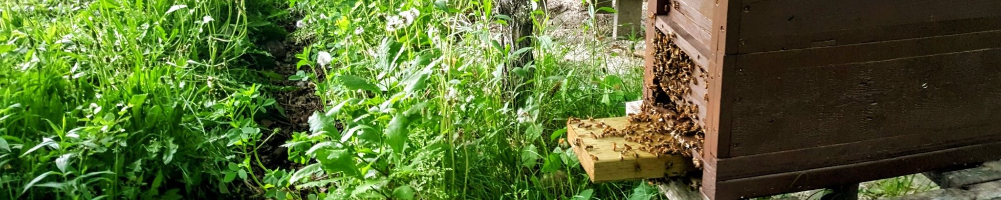 Cover for Peter Rogalski's Obituary