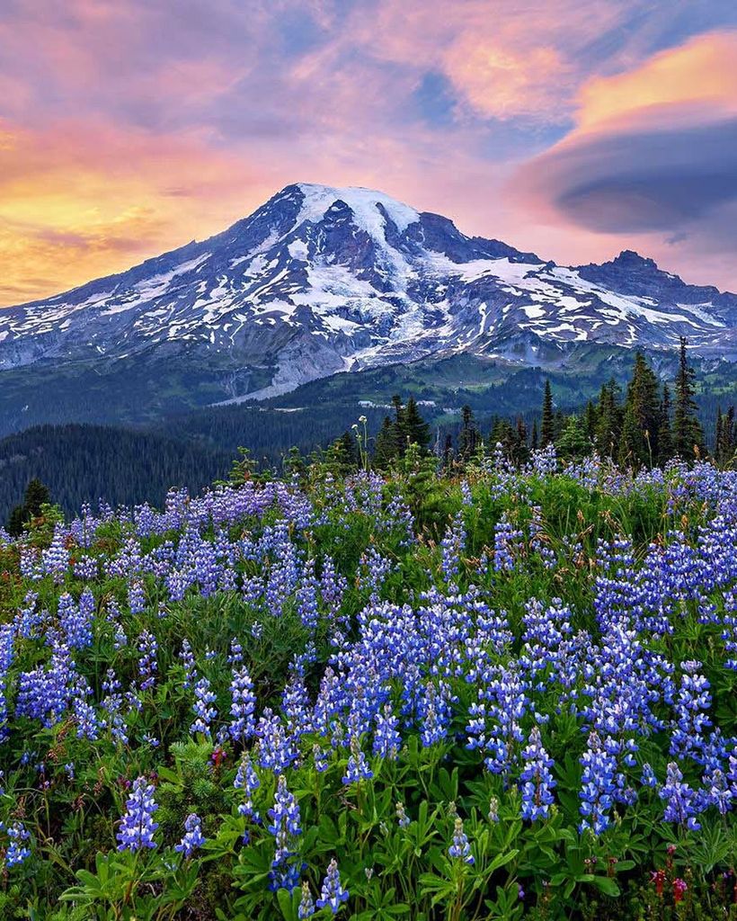 Janice Curtis Profile Photo