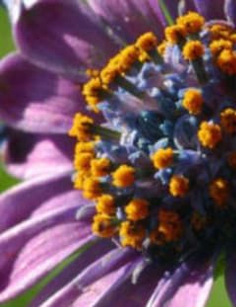 Leslie Denise Smith Profile Photo