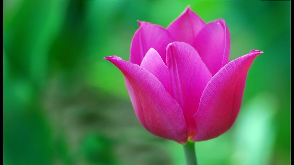 Mary Elizabeth Eubanks