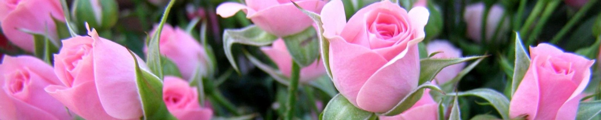 Cover photo for JoAnn Parry Roberts's Obituary