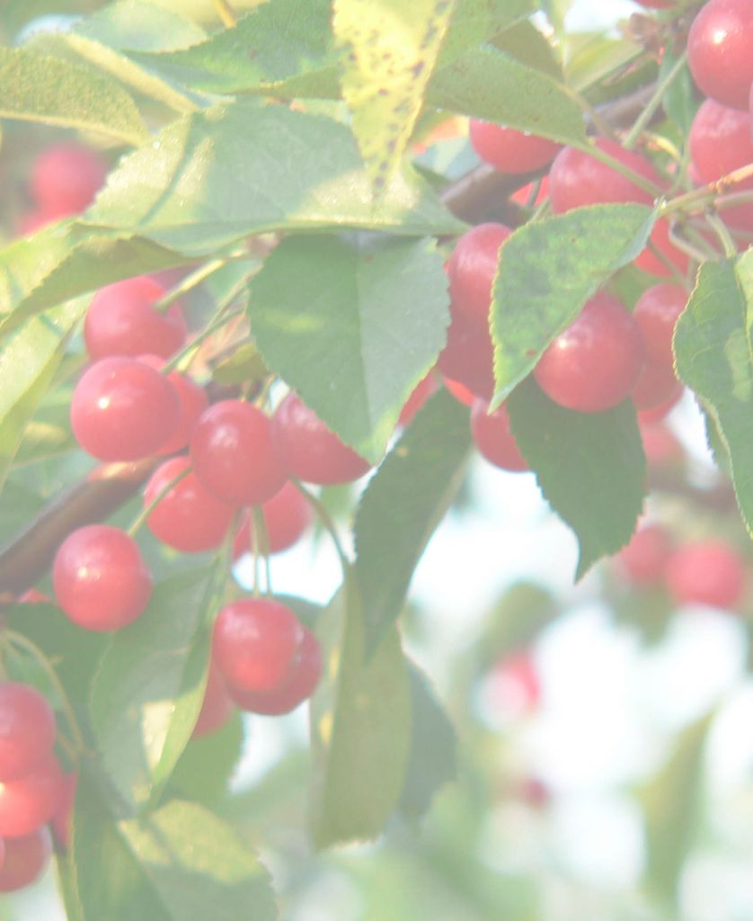 Georgetta "Cheech" Erazma Jefferson