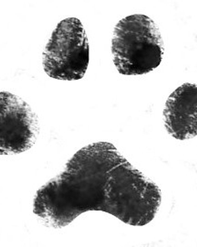 Tuxedo Shabeldeen Profile Photo