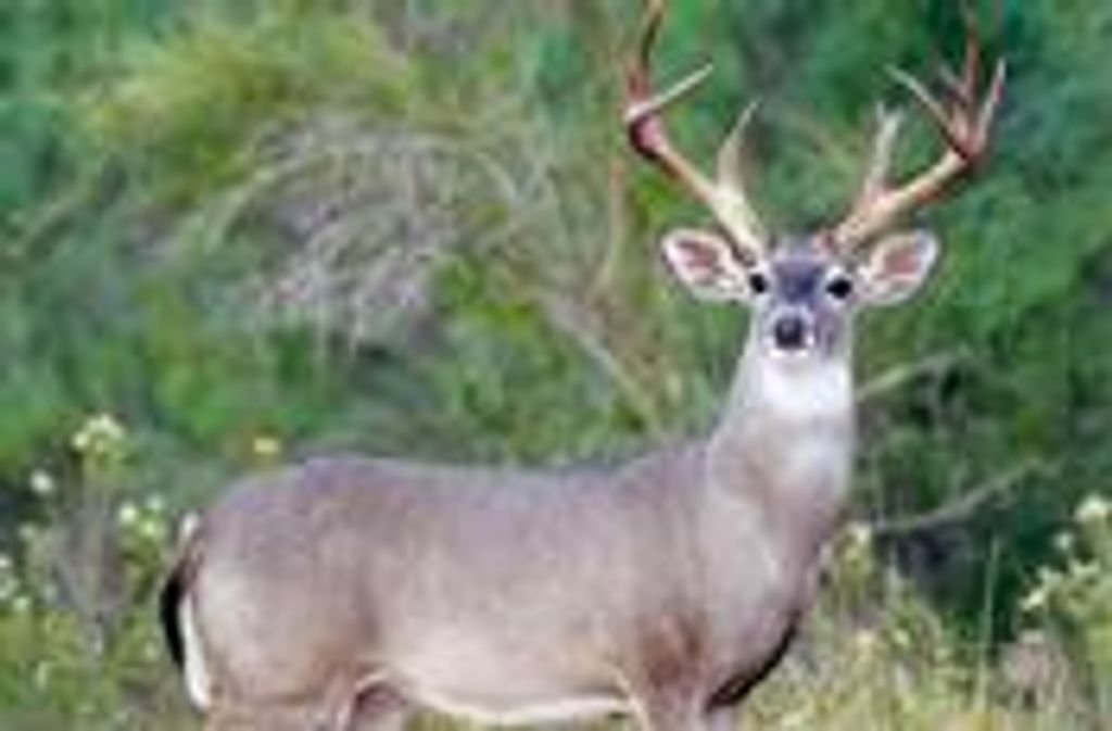 Russel Wayne Jessen Profile Photo